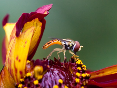 It`s nice to have high quality camera equipment, but it will do you very little good if you lack perception and patience.