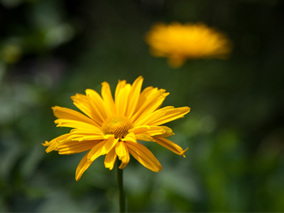 I photograph flowers the same way I play piano phrases:  STRONG / weak.