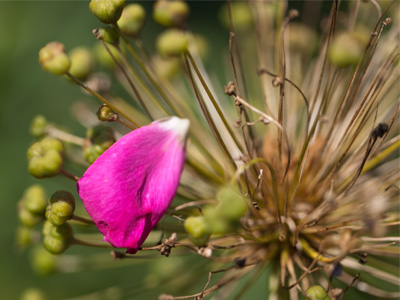 Let`s rake them into a pile and then jump into it.