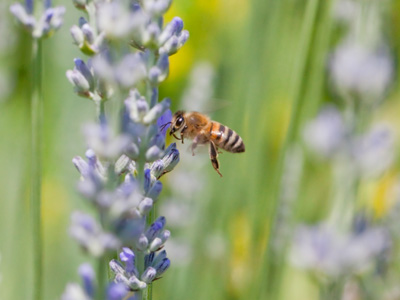 Whatever you ate for dinner, you can thank this guy for it.