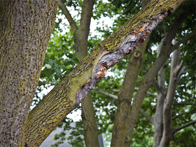 Trees and trucks sometimes don`t get along.