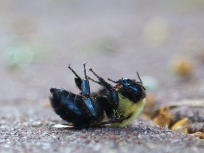 Not to bee, that is the answer.