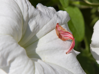 A little red stiletto.