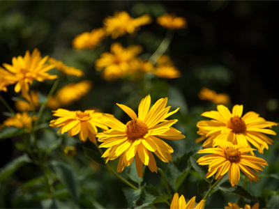 Photography Tip o` the Day:  kneel down to shoot flowers.