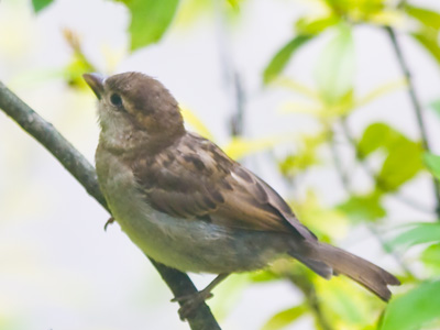 Outside, and below, my living room window.