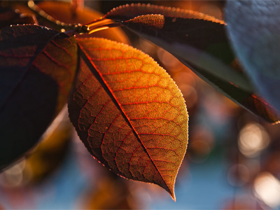 Sunset is a better show than the evening news.