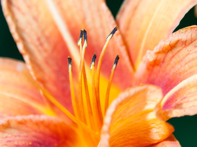 The song `Istanbul (not Constantinople)` has been running through my head since taking yesterday`s first photo.