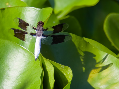 I like the dragonfly`s shadow on the right.