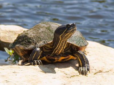 On the far-away island of Sala-ma-Sond, Yertle the Turtle was king of the pond. DR. SEUSS