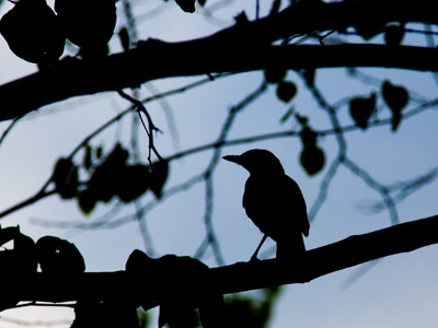 Fledgling robin, uncertain whether to be afraid of me.