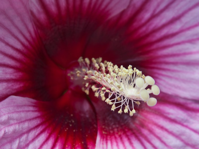 It is a universe unto itself.