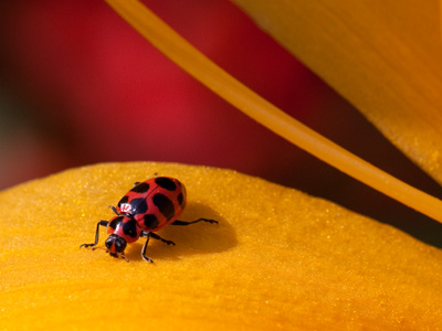 This bug refused to sign a model release without its agent.