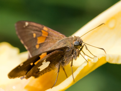An engagement photo session was going on nearby, and it was difficult for me to avoid being in the background.