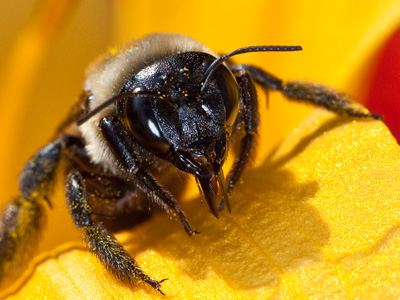 Pollen in the eyes.  I have that problem too sometimes.