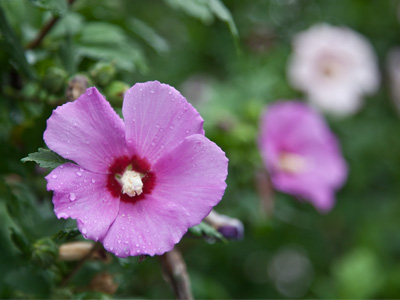 Remember last summer?  What a difference rain makes.