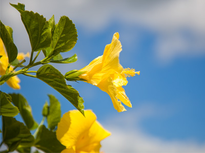 Skies are deepest blue above, and flow`rs aflush.  PAUL LAURENCE DUNBAR