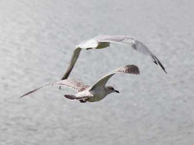 The seagulls cry across the sky.  PAUL LAURENCE DUNBAR