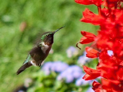 Stand still, be quiet and wait for Nature to come to you.