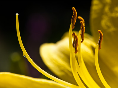 Sit on the ground for 28 minutes, take dozens of shots of the same flower, and maybe YOU can get photos like this!