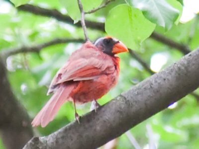 Ornithologists can`t agree whether baldness in cardinals is caused by parasites or an unusual molting pattern.