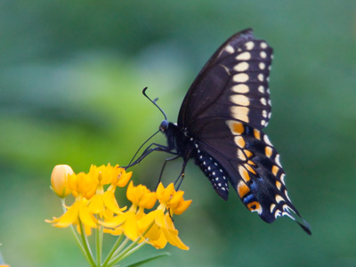 Dinnertime -- on a liquid diet.