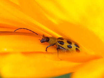 Trying to hide from me?  I don`t THINK so!