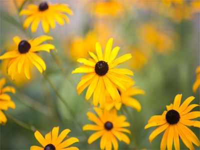 Susan and her sisters.