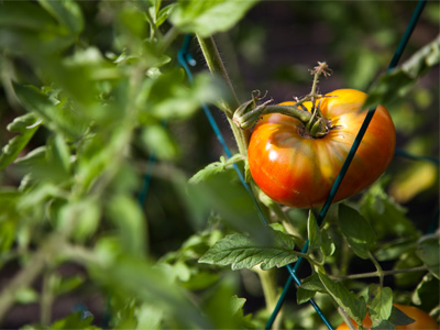 I should make friends with my neighbor the gardener.  When civilization breaks down, I`ll have a source of food.