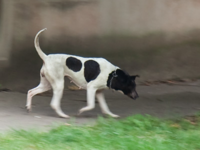 I guess the leash law doesn`t apply to cows.