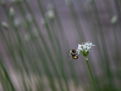 Pollination is a gloriously inefficient process.