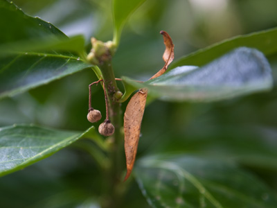 Regeneration frustration.