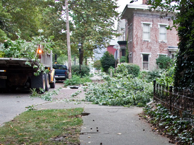 The sidewalk repair project in the Oregon District has had unintended consequences:  a tree fell over late last night.  The sidewalk may have been the only thing keeping it up.