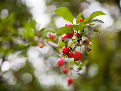 One time while photographing berries in a tree, someone called out, `Hey!  Don`t eat those!`  Saved my life, I`m sure.