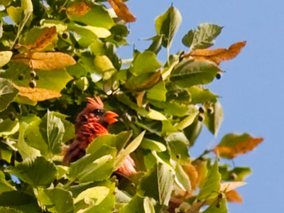 There was a dispute -- territorial or matrimonial -- going on between two male cardinals.