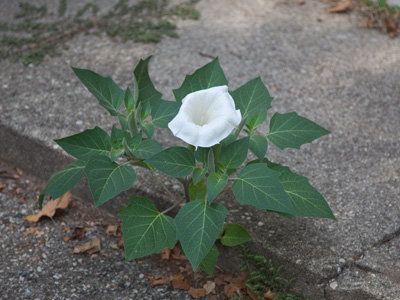 The purpose of life is to live.