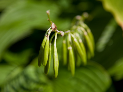 There was a wedding rehearsal going on at the park . . . so I shot this.