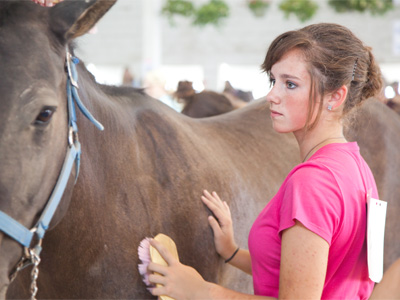 Horses you clean with a brush.