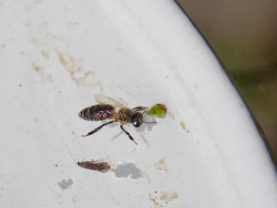 I had to play honeybee lifeguard again today (see August 15, 2013).  If you can`t swim, stay out of the pool!