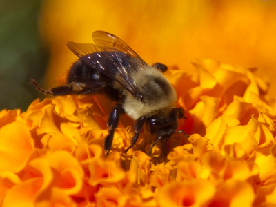 Here`s what I was photographing when the helicopter came by.