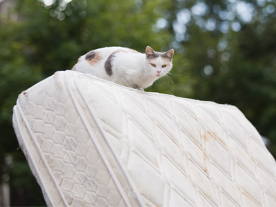 CURIOUS CAT TRAVELS 2000 MILES ON U-HAUL.