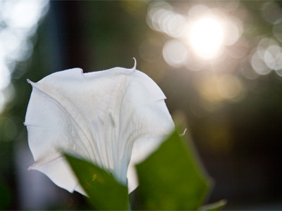 Every flower is a sun flower.