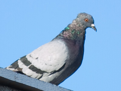 I guess my camera`s red-eye reduction system doesn`t work on birds.