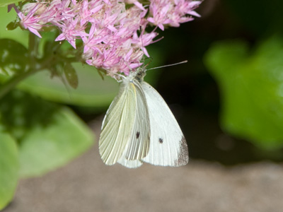 While monarchs make an epic migration to Mexico, cabbage white butterflies simply drop dead right here.