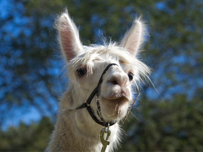 If Bill Murray got turned into an animal.