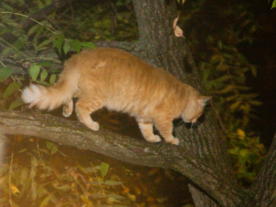 Fortunately, I have several thousand dollars worth of professional photography equipment that I can bring to bear to capture important moments such as this.