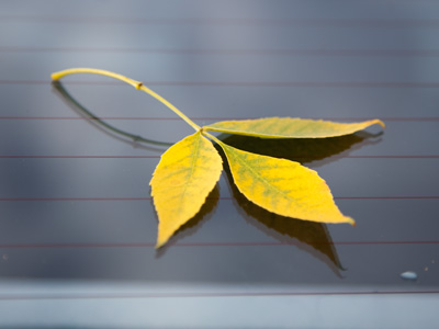 A leaf from Dayton carried to a parking lot in Kettering.