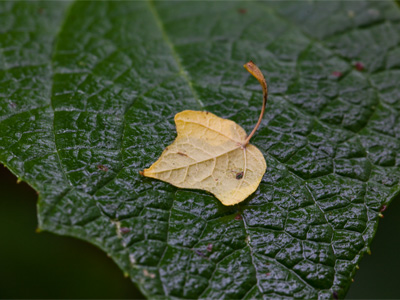 For me, nature photography happens at a small scale.