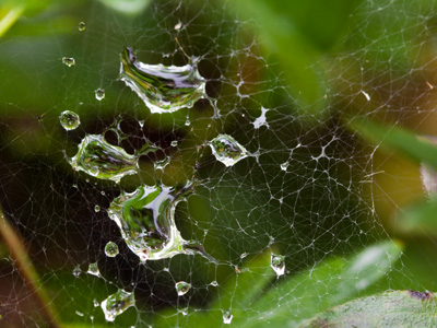 After the rain, there are all sorts of pictures waiting.