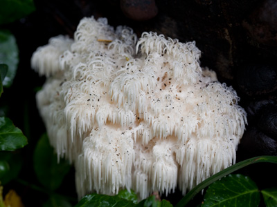 It`s a bear`s head fungus, and yes you can eat it.