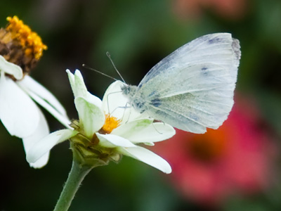 Both flowers and butterflies are becoming rare.